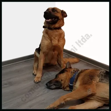 Pisos Vinílicos SPC Resistencia y Estilo