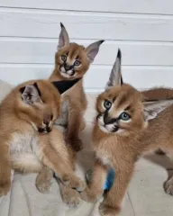 gatitos serval, savannah y caracal disponibles