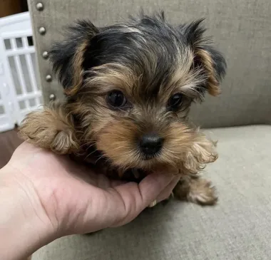 cachorros yorkie en adopcion 
