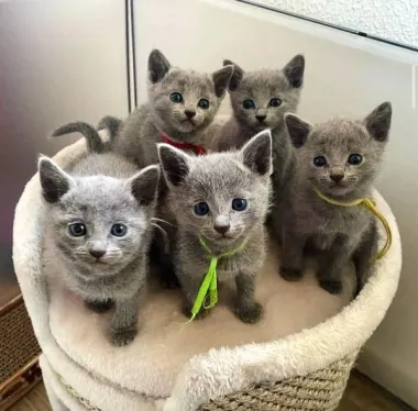 Russian Blue Kittens