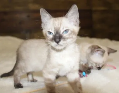 Snow/Silver/Charcoal/Brown Bengal Kittens
