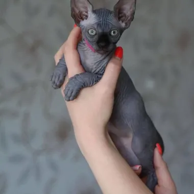 Sphynx Kittens