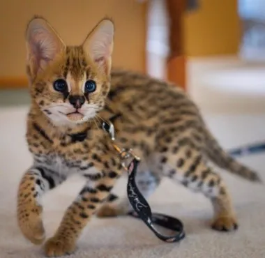 African Serval Kittens 