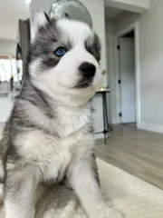 Adorable Siberian Husky Puppies !